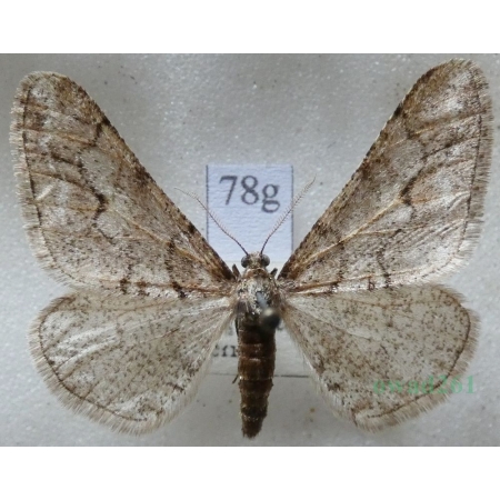 Agriopis leucophaearia (Denis & Schiffermüller, 1775) male Zimowek białoplam Czech78g
